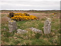 Remains of an Enclosure, Near Llyn Penrhyn in LL65 3LT