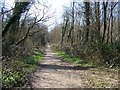 Woodland path at Owlbeech wood, Horsham, Sussex in RH13 6RR