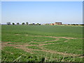 View towards Dovecote Hall Farm in Thornton Le Fen