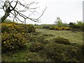 Fields Heath, heathland in SO45 1YG