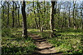 Path in Peckfield Plantation in LS25 4DQ
