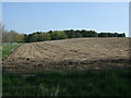 Farmland and woodland, Planetree Banks in NE43 7AQ