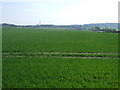 Crop field near Rudchester Farm in NE15 0JA