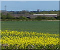Oil seed rape crop next to the B4115 in CV35 7QR