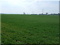 Crop field near East Heddon in NE15 0HD
