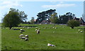 Sheep and pasture near Loes Farm in CV34 5TH