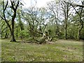 Round Hill, fallen tree in SO42 7QN