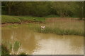 View of a no fishing sign hiding among the reeds in the lake in Claybury Park in IG6 2EL