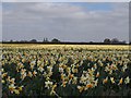 Daffodil crop near Whaplode in PE12 6NT