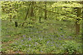 View of bluebells in Chalet Wood, Wanstead Park in E11 2LT