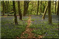 View of a path lined with bluebells in Chalet Wood, Wanstead Park in E11 2LT