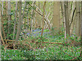 Bluebells in Little Bishop's Wood, Stock in CM4 9RP