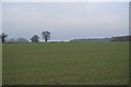 Field near Carleton Forehoe in NR9 4AN
