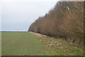 Woodland edge in NR9 4AN