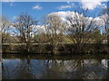 Trees by the Forth and Clyde Canal in G66 1DF