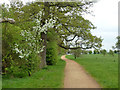 Path, Windsor Great Park in SL4 3LB