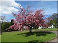 Cherry tree at Barnsley Crematorium in S71 5DT