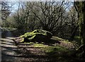 Mossy throne, Bowdanoddon Wood in PL15 7PA