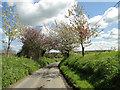 Japanese flowering cherry beside the road into Little Bradley in Little Thurlow