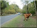 Stockley, jaywalking cattle in SO42 7QL