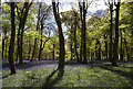 Bluebells and beeches in Park Wood, Oxfordshire in RG9 5TY
