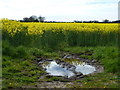 Entrance to a field of rapeseed near Great Dunham in PE32 2LL