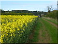 Farm track on the edge of a rape field in PE32 2LP