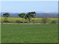 Fields of cereal and oil seed rape in NE61 3FR