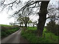 Lane below Honeychurch in EX20 2AF