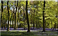 Bluebells and beeches, Park Wood, Oxfordshire in RG9 5TY