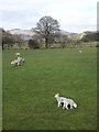Spring lambs in a field beside Low Lickle Bridge in LA20 6DP