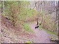 Woodland path in Weem Wood in PH15 2JD