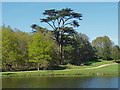 The great cedar, Painshill Park in KT11 1EN
