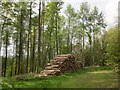 Log pile, Luxhay Wood in TA3 7SL