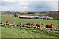 Curious Cattle at Inschfield in AB52 6LT