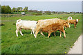 Cows and calves near Ely in CB7 4TP