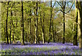Bluebell wood, Nuffield, Oxfordshire in RG9 5TY