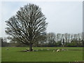 Beech tree in a field at Pond House Farm, Nidd in HG3 3BW