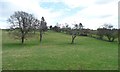 Dead and live trees, south-west of Esk Hall in YO22 5EQ