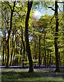 Beech trees and bluebells in Park Wood, Oxfordshire in RG9 5TY
