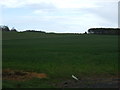 Crop field, Scremerston Hill in TD15 2TA