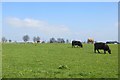 Cattle on Corton Hill in DT9 4LN