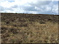 Heather covered ridge, Bowden Doors in NE66 5SA
