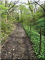 Path from Bottom's Hall to Linnet Clough in SK6 5PN