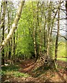Woodland below Buckland Hill in TA21 9LJ
