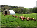 Tamworth piglets on the march at the Lost Gardens of Heligan in PL26 6EH
