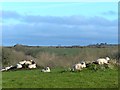 Sheep resting in a field on the Rosemoor Estate in Walwyn's Castle Community