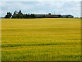 Corn ripening at Benfield in FK2 8QF
