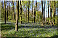 Bluebell woodland, Mapledurham, Oxfordshire in RG8 7RB