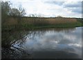 Reed beds - Fleet Pond in GU51 2RB